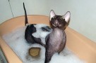 bathing a hairless cat