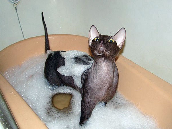Cleaning, Grooming And Bathing A Hairless Cat