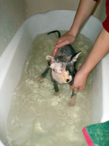 bathing a sphynx cat
