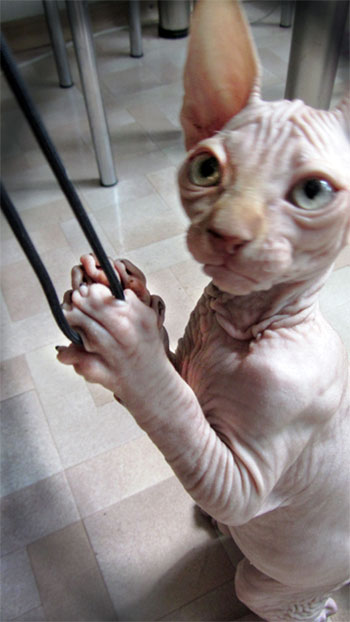facts about hairless cats