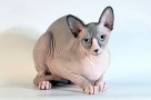 facts about sphynx cats