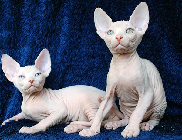 grooming hairless cat