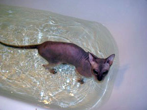 how to bathe a hairless cat