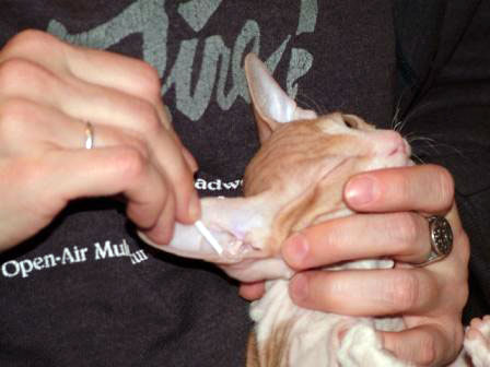 how to bathe a sphynx cat