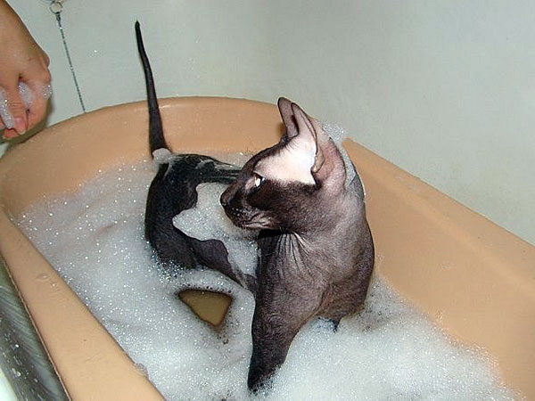 how to bathe a sphynx kitten