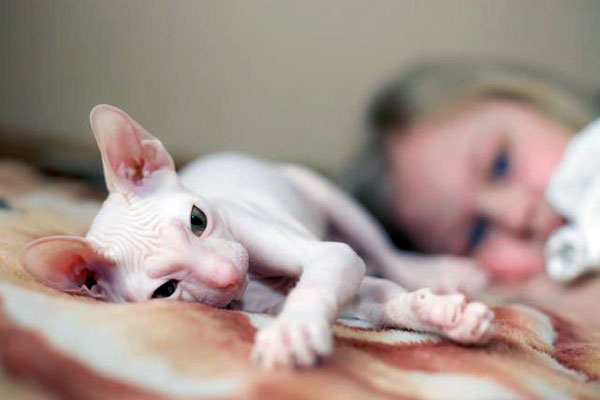 how to groom a hairless cat