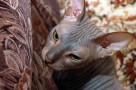 how to groom a sphynx cat