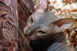 how to groom a sphynx cat