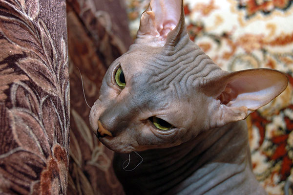 Beautiful Ideas For Grooming Hairless Cat