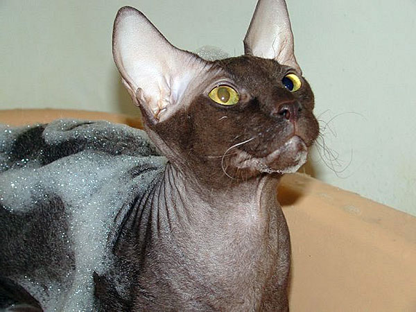 how to groom a sphynx
