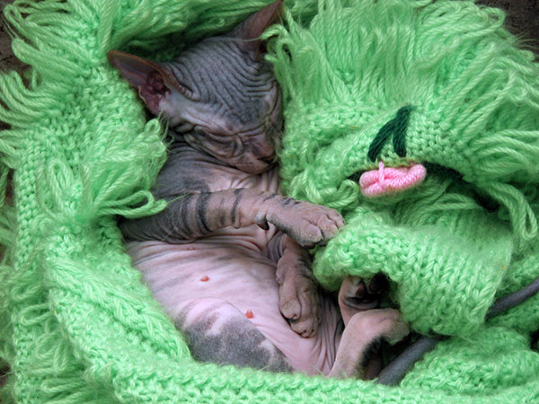 sphynx cat facts
