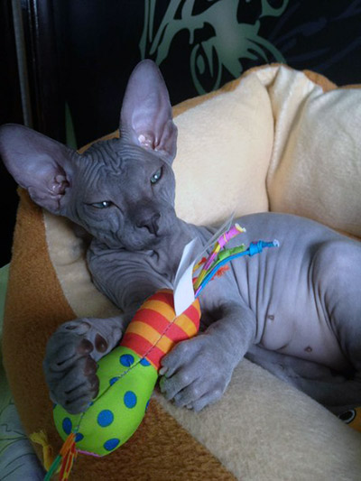 awesome blue sphynx