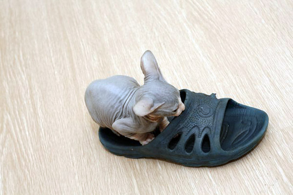 beautiful sphynx kitten