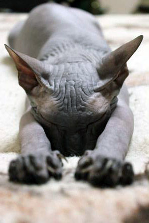 beautiful sphynx names