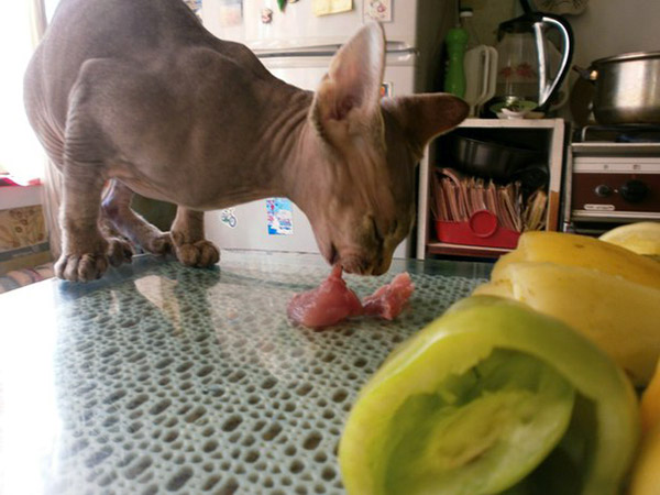 best food for sphynx kitten
