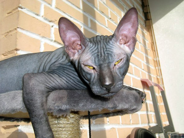 best sphynx food