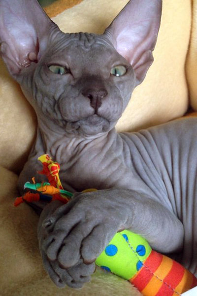 blue hairless cat