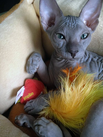 blue hairless sphynx cat