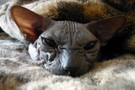 blue sphynx