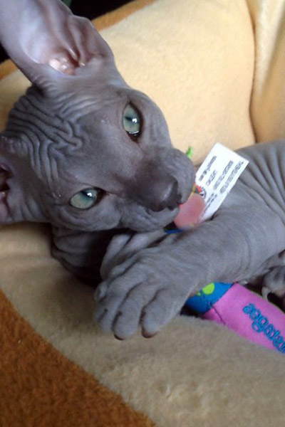 blue sphynx cat