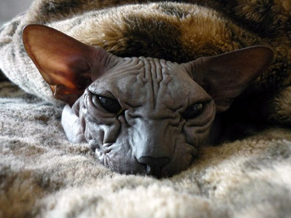Awesome Facts To Explore About Blue Sphynx