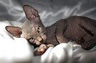 canadian sphynx
