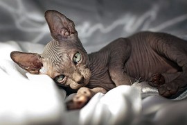 canadian sphynx