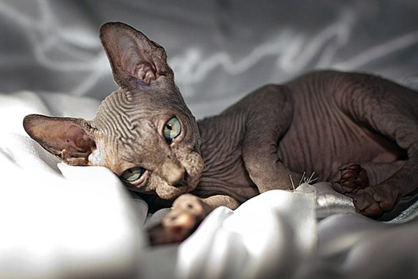 Consider Few Points While Buying Canadian Sphynx