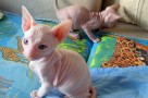 caring for a sphynx kitten