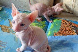 caring for a sphynx kitten