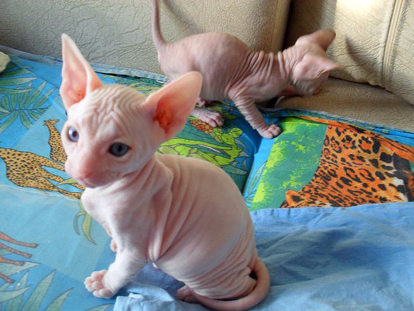 Caring For A Sphynx Kitten: Learn And Apply