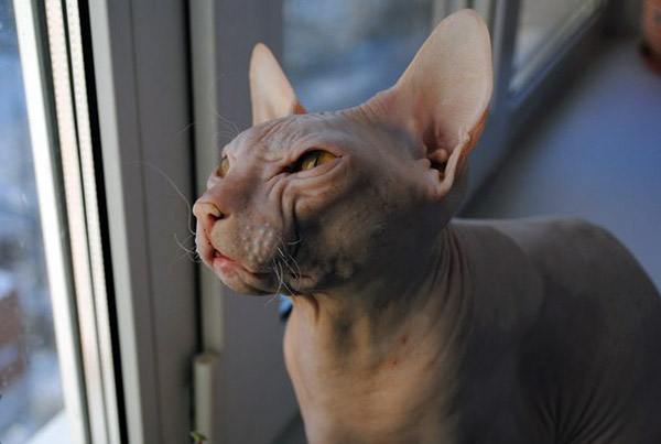 cool hairless cat names