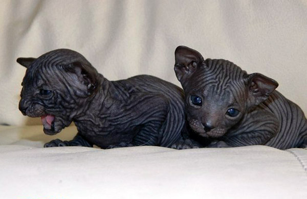 cute sphynx kittens