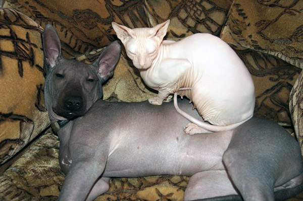 hairless cat names