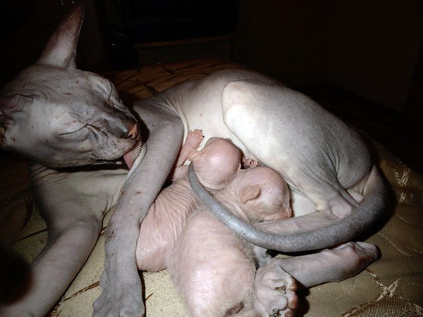 hairless kittens