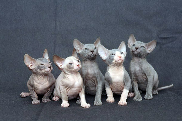 hairless sphynx kittens