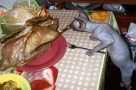 how much food to feed a sphynx