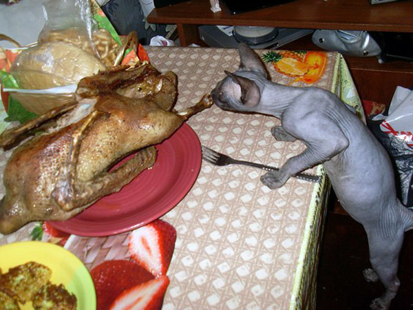 Know The Secrets Of How Much Food To Feed A Sphynx