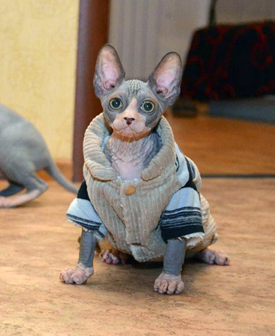 how to care for a hairless cat