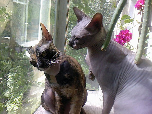 how to care for a sphynx cat