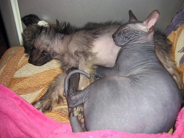 how to feed sphynx