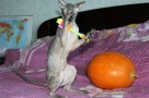 how to name a hairless cat