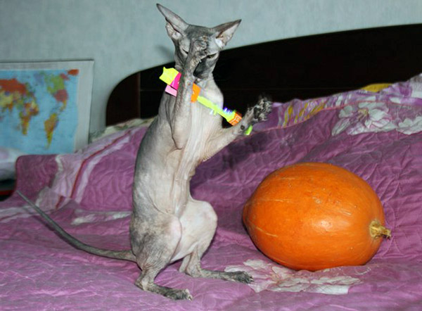 Ideas To Pick Best Names For Sphynx Cats