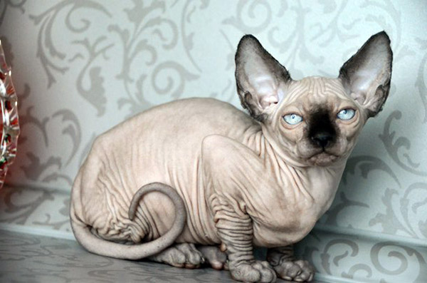 names for sphynx cats