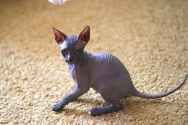 sphynx cat names