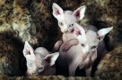 sphynx kittens