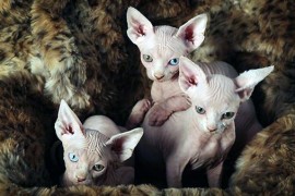 sphynx kittens