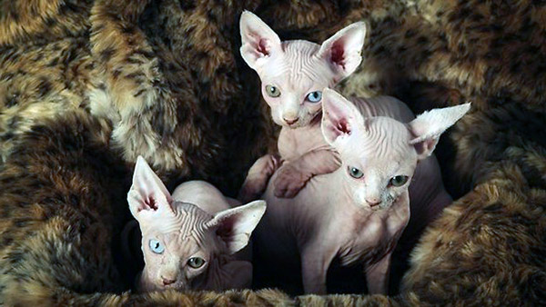 Delightful Facts Explaining Sphynx Kittens