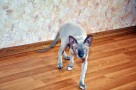 egyptian hairless cat