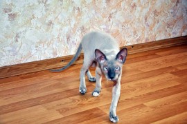 egyptian hairless cat